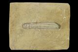 Fossil Crinoid (Ulrichicrinus) - Crawfordsville, Indiana #149002-1